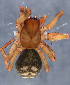  ( - GBOL08342)  @13 [ ] CreativeCommons - Attribution Non-Commercial Share-Alike (2014) ZSM (Zoologische Staatssammlung Muenchen) SNSB, Zoologische Staatssammlung Muenchen