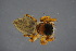  ( - ZSM_B_ARACH_1023)  @11 [ ] CreativeCommons - Attribution Non-Commercial Share-Alike (2016) SNSB, Staatliche Naturwissenschaftliche Sammlungen Bayerns ZSM (SNSB, Zoologische Staatssammlung Muenchen)