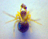  ( - BC ZSM ARA 00402)  @12 [ ] CreativeCommons - Attribution Non-Commercial Share-Alike (2010) Zoologische Staatssammlung Muenchen SNSB, Zoologische Staatssammlung Muenchen