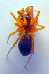  ( - BC ZSM ARA 00406)  @13 [ ] CreativeCommons - Attribution Non-Commercial Share-Alike (2010) Zoologische Staatssammlung Muenchen SNSB, Zoologische Staatssammlung Muenchen