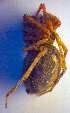  ( - BC ZSM ARA 00433)  @13 [ ] CreativeCommons - Attribution Non-Commercial Share-Alike (2010) Zoologische Staatssammlung Muenchen SNSB, Zoologische Staatssammlung Muenchen