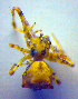  ( - BC ZSM ARA 00438)  @12 [ ] CreativeCommons - Attribution Non-Commercial Share-Alike (2010) Zoologische Staatssammlung Muenchen SNSB, Zoologische Staatssammlung Muenchen