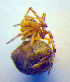  ( - BC ZSM ARA 00444)  @12 [ ] CreativeCommons - Attribution Non-Commercial Share-Alike (2010) Zoologische Staatssammlung Muenchen SNSB, Zoologische Staatssammlung Muenchen