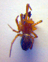  ( - BC ZSM ARA 00451)  @12 [ ] CreativeCommons - Attribution Non-Commercial Share-Alike (2010) Zoologische Staatssammlung Muenchen SNSB, Zoologische Staatssammlung Muenchen