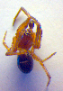  ( - BC ZSM ARA 00452)  @12 [ ] CreativeCommons - Attribution Non-Commercial Share-Alike (2010) Zoologische Staatssammlung Muenchen SNSB, Zoologische Staatssammlung Muenchen