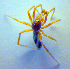  ( - BC ZSM ARA 00456)  @12 [ ] CreativeCommons - Attribution Non-Commercial Share-Alike (2010) Zoologische Staatssammlung Muenchen SNSB, Zoologische Staatssammlung Muenchen