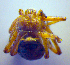  ( - BC ZSM ARA 00459)  @12 [ ] CreativeCommons - Attribution Non-Commercial Share-Alike (2010) Zoologische Staatssammlung Muenchen SNSB, Zoologische Staatssammlung Muenchen