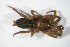  ( - ZSM_B_ARACH_709)  @13 [ ] CreativeCommons - Attribution Non-Commercial Share-Alike (2012) Zoologische Staatssammlung Muenchen SNSB, Zoologische Staatssammlung Muenchen
