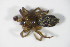  ( - ZSM_B_ARACH_711)  @12 [ ] CreativeCommons - Attribution Non-Commercial Share-Alike (2012) Zoologische Staatssammlung Muenchen SNSB, Zoologische Staatssammlung Muenchen