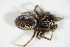  ( - ZSM_B_ARACH_721)  @12 [ ] CreativeCommons - Attribution Non-Commercial Share-Alike (2012) Zoologische Staatssammlung Muenchen SNSB, Zoologische Staatssammlung Muenchen