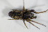  ( - ZSM_B_ARACH_722)  @12 [ ] CreativeCommons - Attribution Non-Commercial Share-Alike (2012) Zoologische Staatssammlung Muenchen SNSB, Zoologische Staatssammlung Muenchen