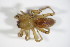 ( - ZSM_B_ARACH_758)  @13 [ ] CreativeCommons - Attribution Non-Commercial Share-Alike (2012) Zoologische Staatssammlung Muenchen SNSB, Zoologische Staatssammlung Muenchen