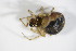  ( - ZSM_B_ARACH_760)  @12 [ ] CreativeCommons - Attribution Non-Commercial Share-Alike (2012) Zoologische Staatssammlung Muenchen SNSB, Zoologische Staatssammlung Muenchen