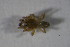  ( - ZSM_B_ARACH_792)  @11 [ ] CreativeCommons - Attribution Non-Commercial Share-Alike (2015) Unspecified SNSB, Zoologische Staatssammlung Muenchen