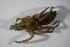  ( - ZSM_B_ARACH_802)  @11 [ ] CreativeCommons - Attribution Non-Commercial Share-Alike (2015) Unspecified SNSB, Zoologische Staatssammlung Muenchen