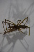  ( - ZSM_B_ARACH_874)  @12 [ ] CreativeCommons - Attribution Non-Commercial Share-Alike (2015) Unspecified SNSB, Zoologische Staatssammlung Muenchen