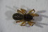  ( - ZSM_B_ARACH_885)  @12 [ ] CreativeCommons - Attribution Non-Commercial Share-Alike (2015) Unspecified SNSB, Zoologische Staatssammlung Muenchen