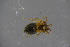  ( - ZSM_B_ARACH_955)  @11 [ ] CreativeCommons - Attribution Non-Commercial Share-Alike (2016) SNSB, Staatliche Naturwissenschaftliche Sammlungen Bayerns ZSM (SNSB, Zoologische Staatssammlung Muenchen)