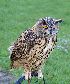  ( - Aves_BFB_Hawlitschek_2014-10-25_0002)  @11 [ ] CreativeCommons - Attribution Non-Commercial Share-Alike (2015) Unspecified SNSB, Zoologische Staatssammlung Muenchen