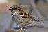  (Passer domesticus - Aves_BFB_Hawlitschek_2014-10-25_0046)  @14 [ ] CreativeCommons - Attribution Non-Commercial Share-Alike (2015) Unspecified SNSB, Zoologische Staatssammlung Muenchen