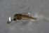  ( - CCDB21605-C05)  @12 [ ] CreativeCommons - Attribution Non-Commercial Share-Alike (2015) Unspecified SNSB, Zoologische Staatssammlung Muenchen