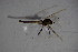  ( - CCDB21606-C09)  @12 [ ] CreativeCommons - Attribution Non-Commercial Share-Alike (2015) Unspecified SNSB, Zoologische Staatssammlung Muenchen