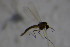  ( - CCDB21606-H07)  @12 [ ] CreativeCommons - Attribution Non-Commercial Share-Alike (2015) Unspecified SNSB, Zoologische Staatssammlung Muenchen