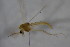  (Heterotrissocladius sp. 1SW - CCDB22605-A12)  @11 [ ] CreativeCommons - Attribution Non-Commercial Share-Alike (2015) Unspecified SNSB, Zoologische Staatssammlung Muenchen