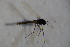  ( - CCDB22605-D02)  @12 [ ] CreativeCommons - Attribution Non-Commercial Share-Alike (2015) Unspecified SNSB, Zoologische Staatssammlung Muenchen
