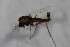 (Metriocnemus sp. 2SW - CCDB22605-E08)  @11 [ ] CreativeCommons - Attribution Non-Commercial Share-Alike (2015) Unspecified SNSB, Zoologische Staatssammlung Muenchen