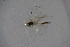  (Microtendipes britteni - CCDB22605-G10)  @12 [ ] CreativeCommons - Attribution Non-Commercial Share-Alike (2015) Unspecified SNSB, Zoologische Staatssammlung Muenchen