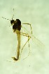  (Micropsectra sp. 5SW - CCDB24183-C07)  @11 [ ] Unspecified (default): All Rights Reserved  SNSB, Staatliche Naturwissenschaftliche Sammlungen Bayerns ZSM (SNSB, Zoologische Staatssammlung Muenchen)