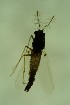  ( - CCDB24183-C11)  @11 [ ] Unspecified (default): All Rights Reserved  SNSB, Staatliche Naturwissenschaftliche Sammlungen Bayerns ZSM (SNSB, Zoologische Staatssammlung Muenchen)