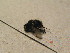  ( - DIP 04844)  @12 [ ] CreativeCommons - Attribution Non-Commercial Share-Alike (2015) Unspecified SNSB, Zoologische Staatssammlung Muenchen