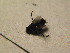  ( - DIP 04846)  @11 [ ] CreativeCommons - Attribution Non-Commercial Share-Alike (2015) Unspecified SNSB, Zoologische Staatssammlung Muenchen