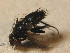  ( - DIP 04900)  @13 [ ] CreativeCommons - Attribution Non-Commercial Share-Alike (2015) Unspecified SNSB, Zoologische Staatssammlung Muenchen