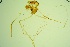  (Microtendipes cf. chloris - GBOL03727)  @12 [ ] Unspecified (default): All Rights Reserved  SNSB, Staatliche Naturwissenschaftliche Sammlungen Bayerns ZSM (SNSB, Zoologische Staatssammlung Muenchen)