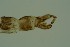  ( - ZSM34341-C11)  @11 [ ] Unspecified (default): All Rights Reserved  SNSB, Staatliche Naturwissenschaftliche Sammlungen Bayerns ZSM (SNSB, Zoologische Staatssammlung Muenchen)