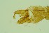  (Chaetocladius aff. perennis - ZSM34342-A11)  @12 [ ] Unspecified (default): All Rights Reserved  SNSB, Staatliche Naturwissenschaftliche Sammlungen Bayerns ZSM (SNSB, Zoologische Staatssammlung Muenchen)