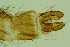  ( - ZSM34342-B06)  @12 [ ] Unspecified (default): All Rights Reserved  SNSB, Staatliche Naturwissenschaftliche Sammlungen Bayerns ZSM (SNSB, Zoologische Staatssammlung Muenchen)
