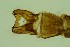  ( - ZSM34342-B12)  @11 [ ] Unspecified (default): All Rights Reserved  SNSB, Staatliche Naturwissenschaftliche Sammlungen Bayerns ZSM (SNSB, Zoologische Staatssammlung Muenchen)