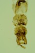  ( - ZSM34343-G07)  @12 [ ] Unspecified (default): All Rights Reserved  SNSB, Staatliche Naturwissenschaftliche Sammlungen Bayerns ZSM (SNSB, Zoologische Staatssammlung Muenchen)