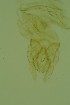  ( - ZSM34343-G12)  @12 [ ] Unspecified (default): All Rights Reserved  SNSB, Staatliche Naturwissenschaftliche Sammlungen Bayerns ZSM (SNSB, Zoologische Staatssammlung Muenchen)