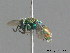  ( - BC ZSM HYM 09791)  @13 [ ] CreativeCommons - Attribution Non-Commercial Share-Alike (2010) Stefan Schmidt SNSB, Zoologische Staatssammlung Muenchen