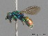  ( - BC ZSM HYM 09800)  @13 [ ] CreativeCommons - Attribution Non-Commercial Share-Alike (2010) Stefan Schmidt SNSB, Zoologische Staatssammlung Muenchen