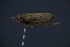  ( - BC_ZSM_CIC_0001)  @11 [ ] CreativeCommons - Attribution Non-Commercial Share-Alike (2016) SNSB, Staatliche Naturwissenschaftliche Sammlungen Bayerns ZSM (SNSB, Zoologische Staatssammlung Muenchen)