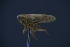  ( - BC_ZSM_CIC_0026)  @11 [ ] CreativeCommons - Attribution Non-Commercial Share-Alike (2016) SNSB, Staatliche Naturwissenschaftliche Sammlungen Bayerns ZSM (SNSB, Zoologische Staatssammlung Muenchen)
