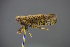  ( - BC_ZSM_CIC_0111)  @11 [ ] CreativeCommons - Attribution Non-Commercial Share-Alike (2016) SNSB, Staatliche Naturwissenschaftliche Sammlungen Bayerns ZSM (SNSB, Zoologische Staatssammlung Muenchen)