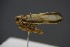  (Acanthodelphax - BC_ZSM_CIC_0166)  @11 [ ] CreativeCommons - Attribution Non-Commercial Share-Alike (2016) SNSB, Staatliche Naturwissenschaftliche Sammlungen Bayerns ZSM (SNSB, Zoologische Staatssammlung Muenchen)