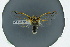  ( - BC ZSM CIC 192)  @11 [ ] CreativeCommons - Attribution Non-Commercial Share-Alike (2016) SNSB, Staatliche Naturwissenschaftliche Sammlungen Bayerns ZSM (SNSB, Zoologische Staatssammlung Muenchen)